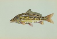 Mirror Carp