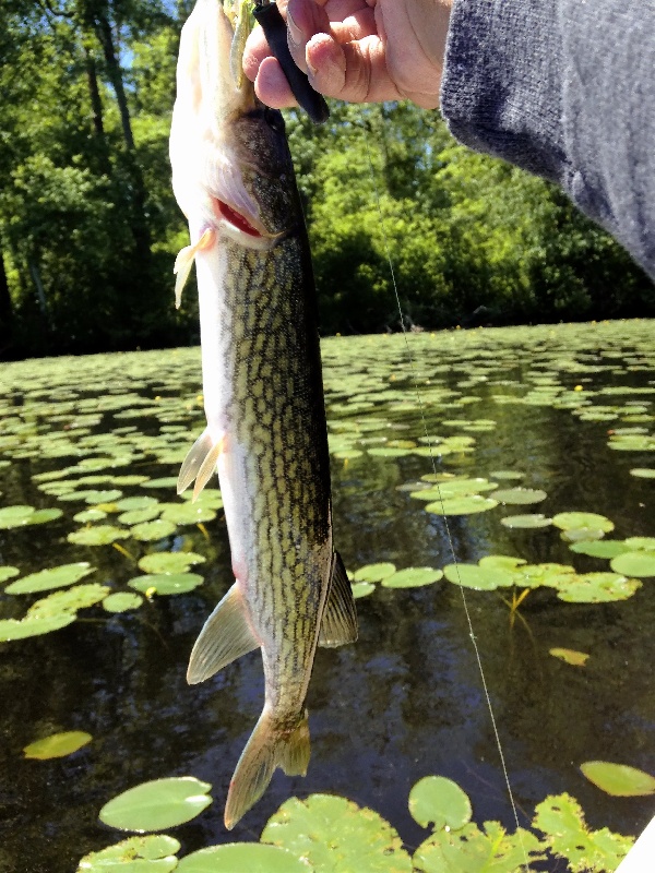 Union Lake Pickerel