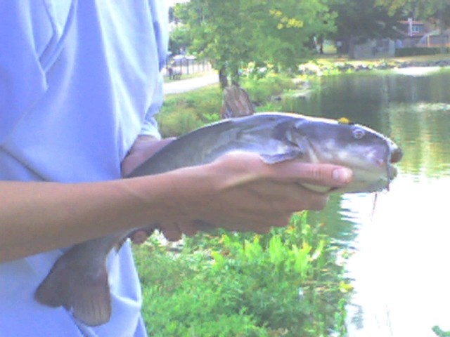 07' fish near Guttenberg