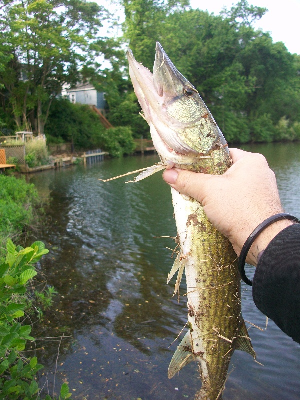 Keyport fishing photo 4