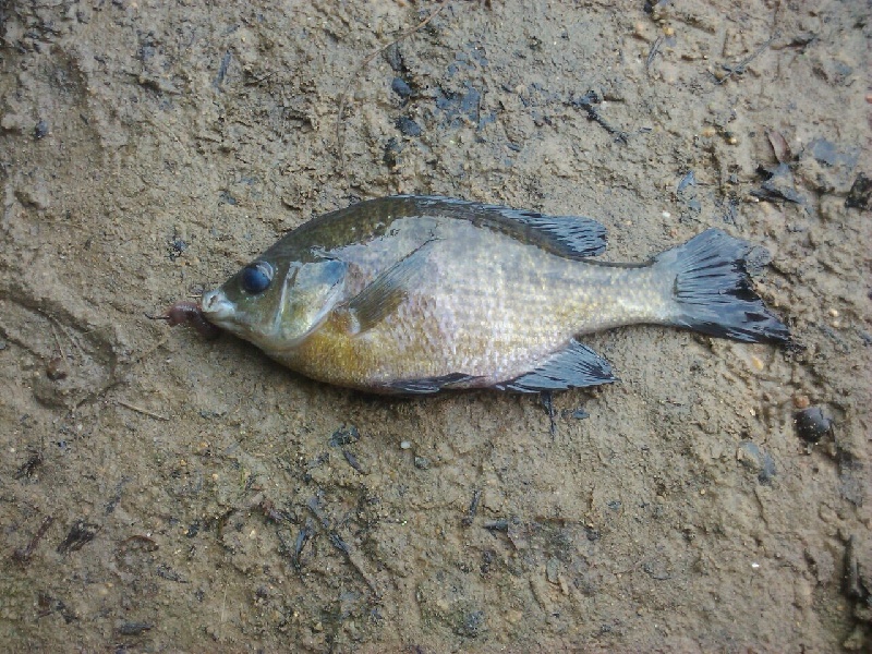 Blue Gill - Grenloch Lake near Woodbury Heights