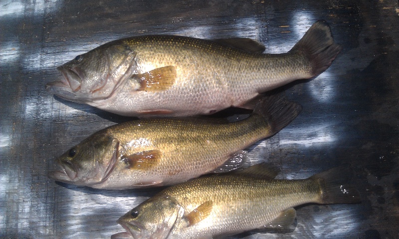 Tombigbee River Largemouth