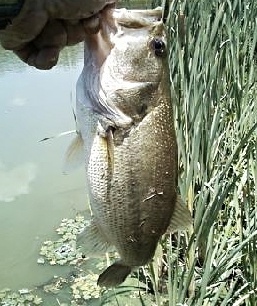 Amwell Lake near Delaware Township