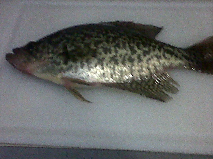 crappie near Hanover Township