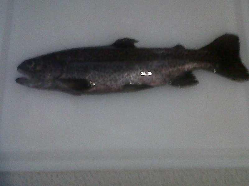 Cedar Grove fishing photo 0