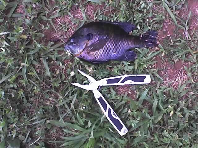 Pan fish near Belmar