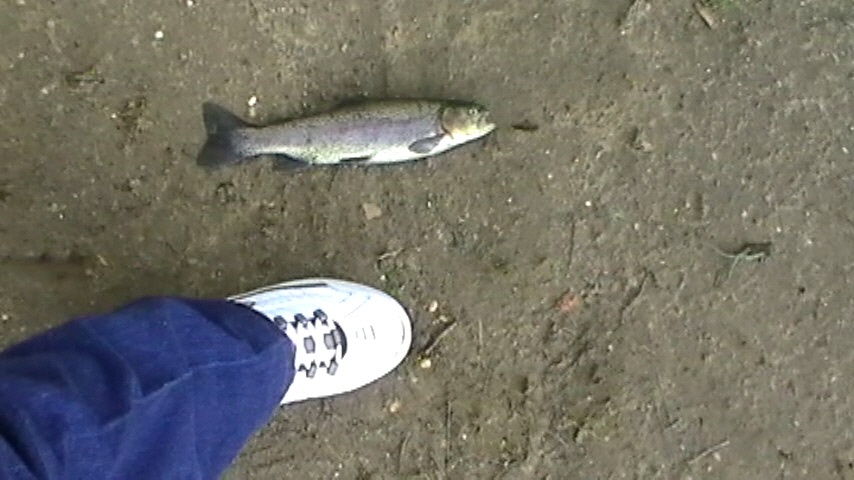 Trout near Millstone Township