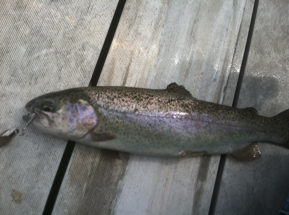 Trout I caught at Oldham Pond near Elmwood Park