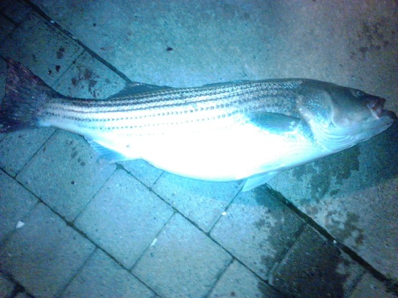 Hoboken fishing photo 0