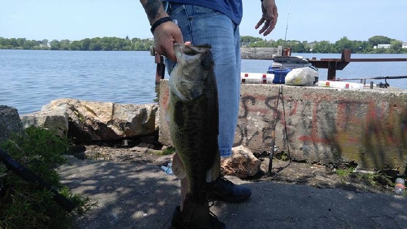 nice size Bass