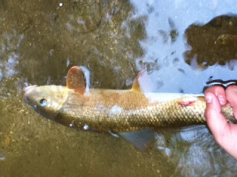 trout n suckers near Union Township