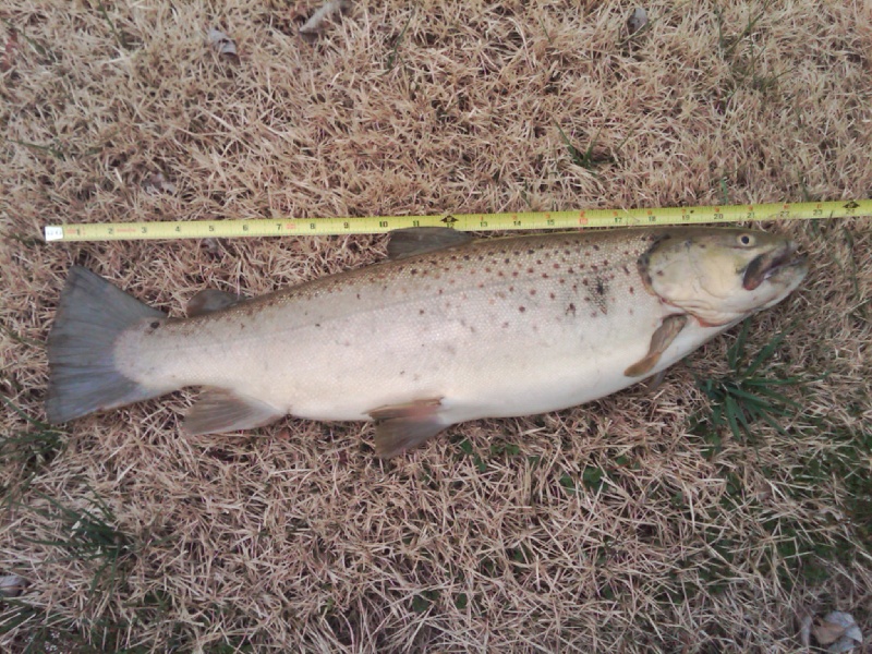 Brownie near Burlington Township