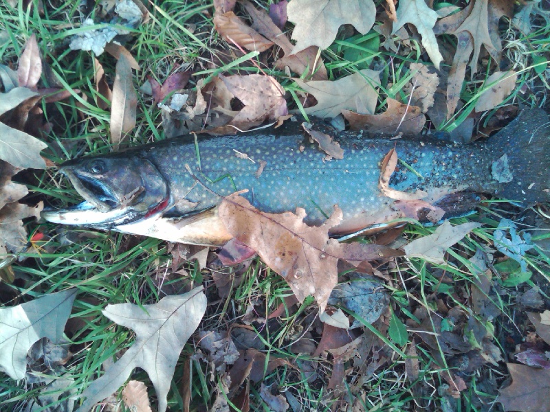 Rainbow  near Florence Township