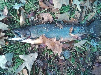 Sylavan Lake 11/20/11 Fishing Report