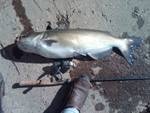 Catfishing near Riverton