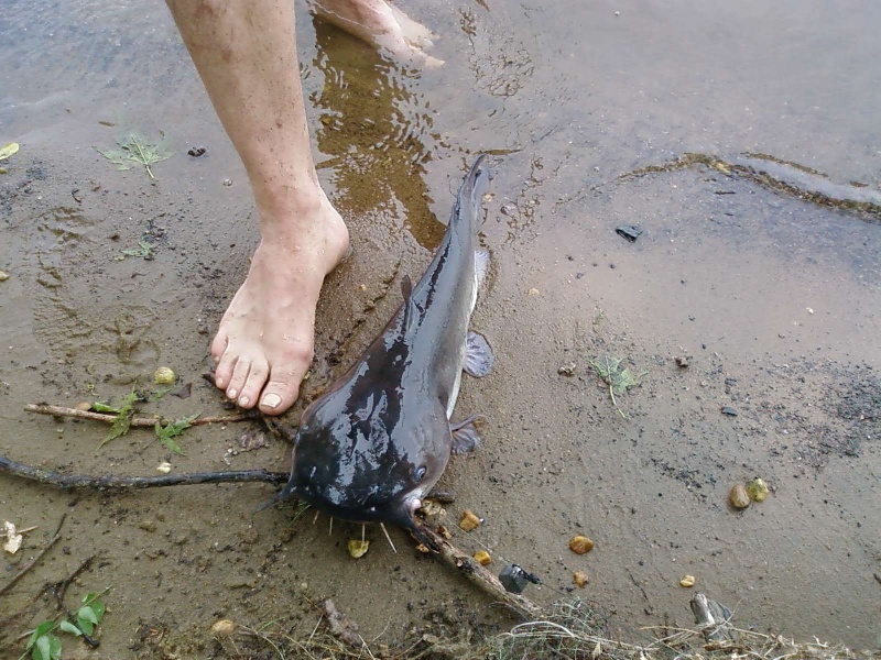 catty fishing near Haddonfield