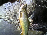 Trout Fishing Somewhere I Wasn't Supposed to Be...