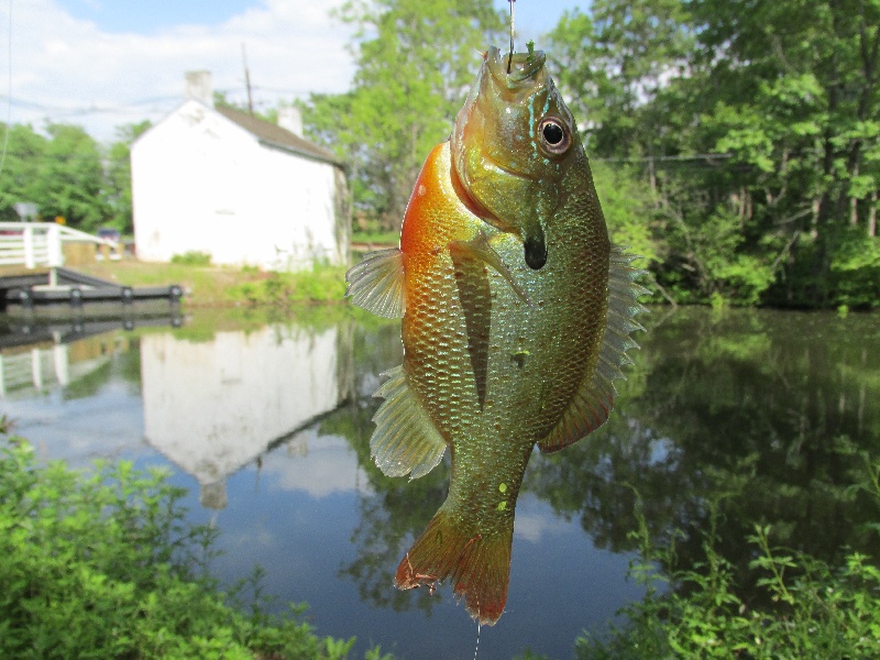 Hillsborough Township fishing photo 3