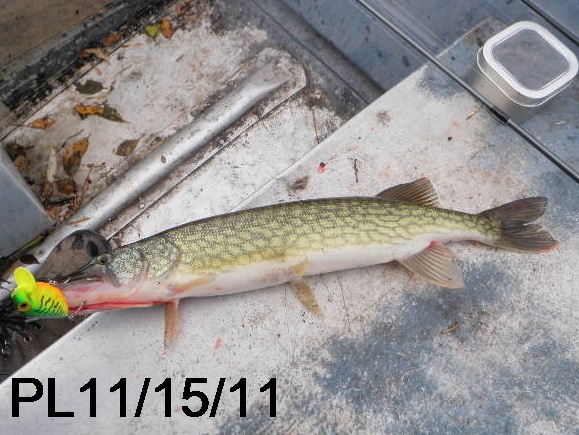 20' Chain Pickerel near Pompton Lakes