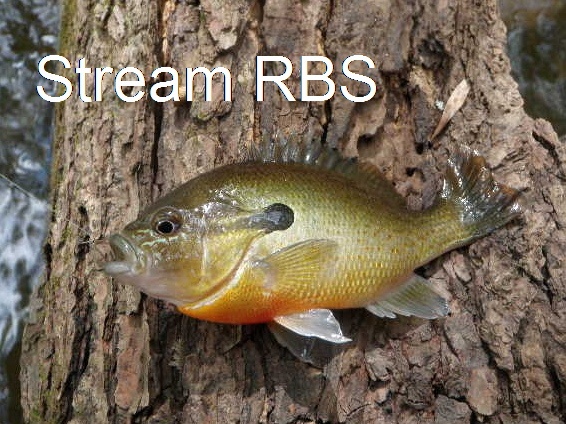 Wanaque River Red Breasted Sunfish near Bloomingdale