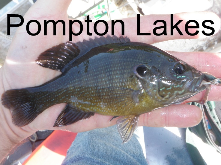 Green Sunfish near Pequannock Township