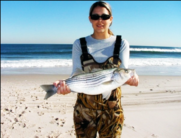 surf casting -- first striper near Harvey Cedars