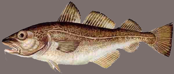 Atlantic Cod