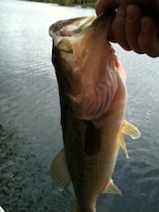 Franklin fishing photo 2