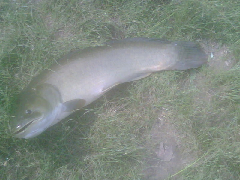 6.5lb Bowfin