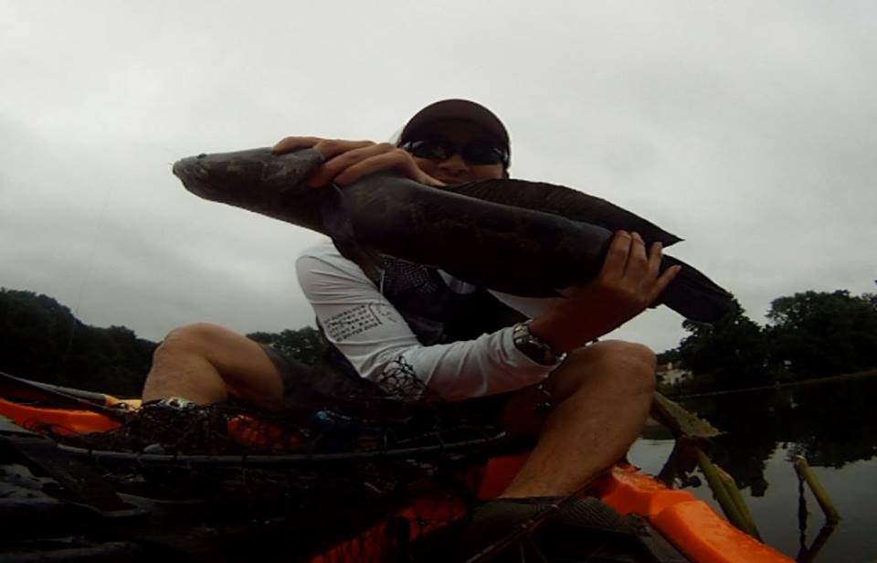 Snakeheads in Newton near Bellmawr