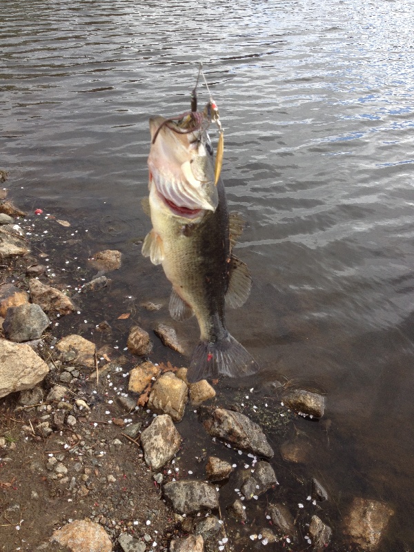 6 pounds largemouth bass near Hillsdale