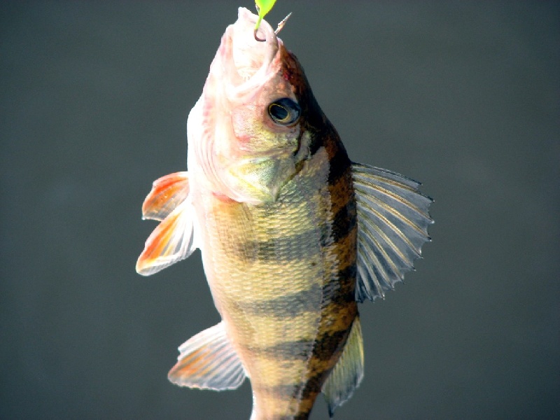 Yellow perch near Hainesport Township