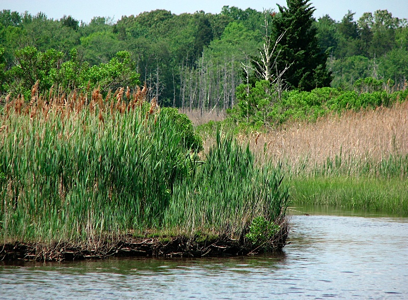 Bass River near Bass River Township