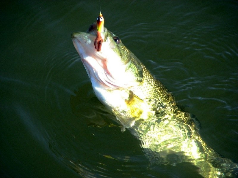 Cinnaminson Township fishing photo 1