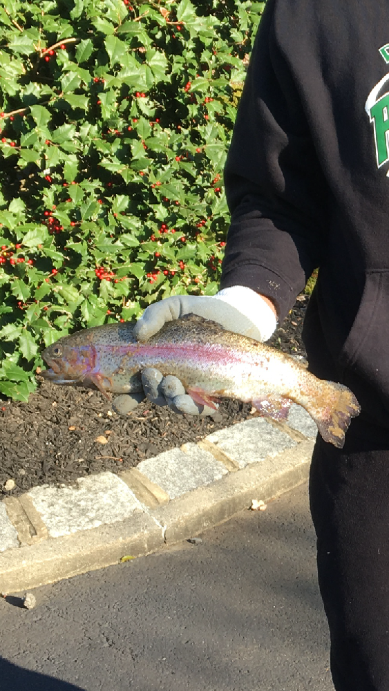 Nice Rainbow Trout  near Englishtown