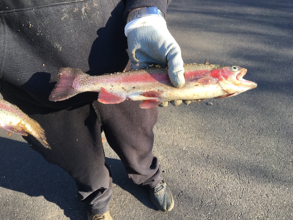 Nice Male Rainbow near Spring Lake