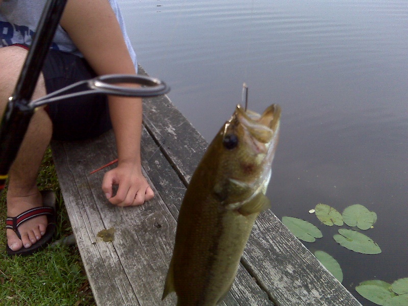 largemouth bass near South Toms River