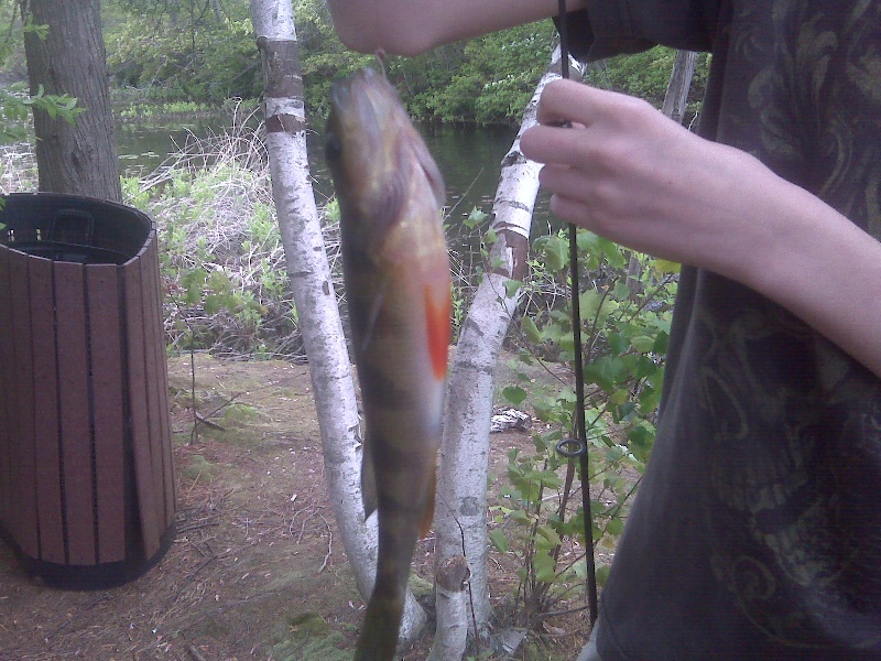 yellow perch near Point Pleasant Beach