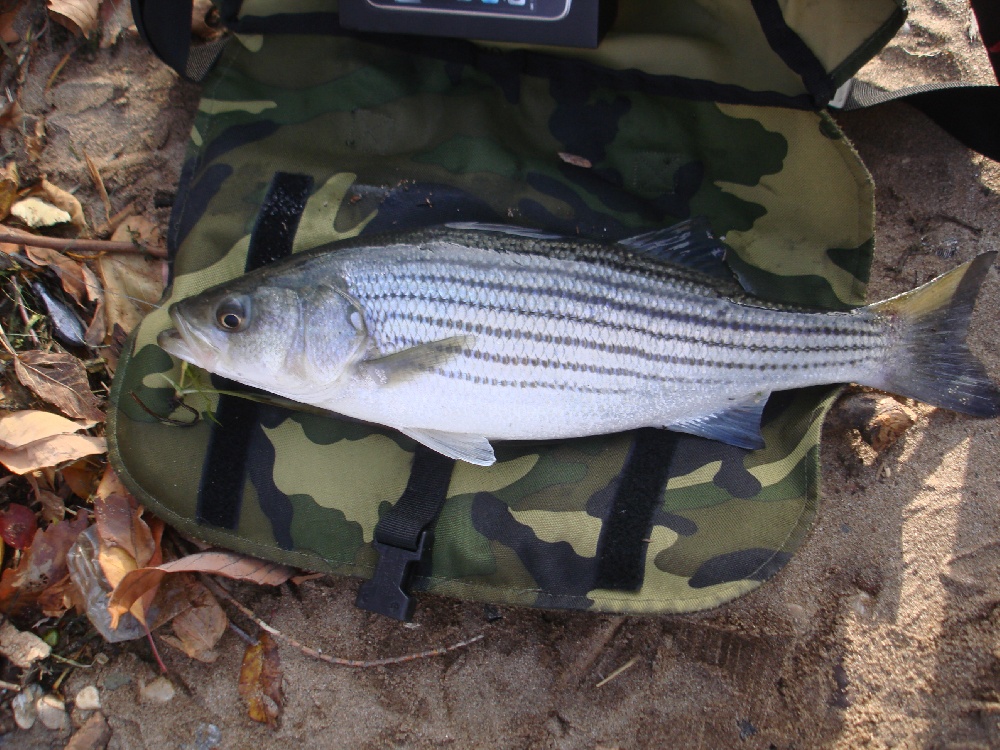 Paulsboro fishing photo 0